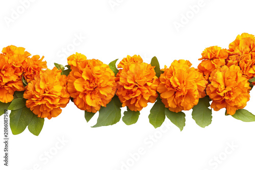 Bright Orange Marigold Flowers With Green Leaves Against Black Background petals blossoms