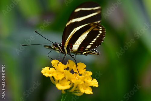 MARIPOSA
