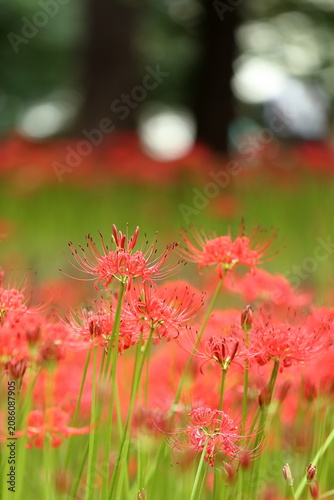 秋の自然風景 満開の彼岸花（曼珠沙華） / Autumn Nature Landscape with Blooming Red Spider Lily (Lycoris radiata)
