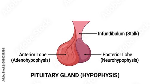 Bild auf Leinwand Pituitary Gland Anatomy Infographic