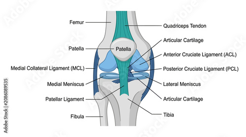 Cuadro en lienzo Human Knee Joint Anatomy Infographic