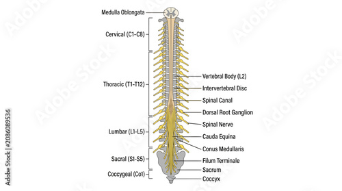 Bild auf Leinwand Human Spinal Cord Anatomy Infographic
