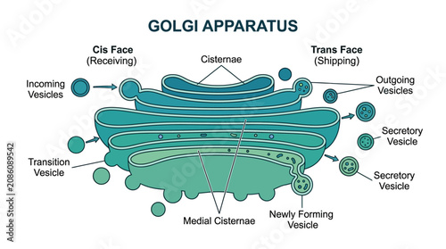 Golgi Apparatus Biological Infographic