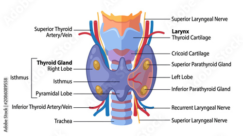 Photos Human Thyroid Gland Anatomy Infographic