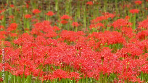 Cuadro en lienzo 秋の自然風景 満開の彼岸花（曼珠沙華） / Autumn Nature Landscape with Blooming Red Spider Lily (Lyc