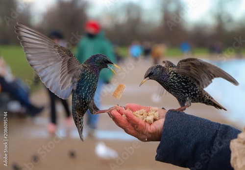 Принти на полотні Close-up of a common starling bird perched on a human hand in Kensington Gardens