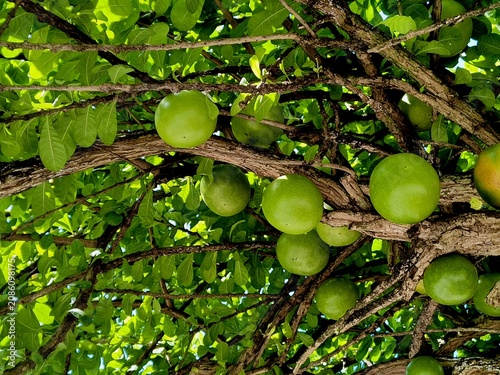 Fotografie Maja fruit (Aegle marmelos) is rich in fiber, vitamin C, and antioxidants