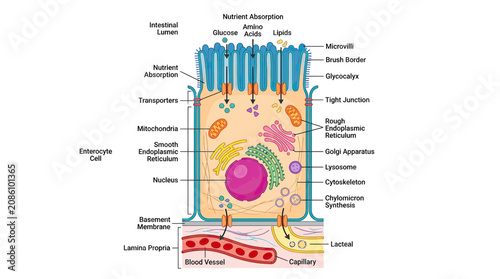 Bild auf Leinwand Enterocyte Cell Anatomy: Nutrient Absorption in the Intestinal Lumen