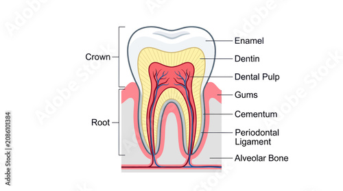 Obraz na płótnie Human Tooth Anatomy Diagram: Cross-section of Crown, Root, Enamel, Dentin, Pulp