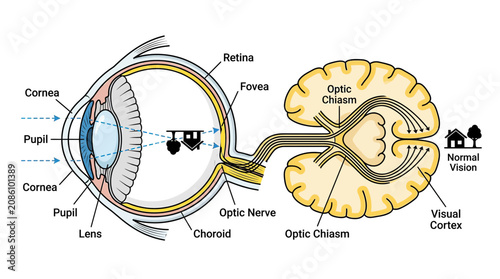 Schilderij op canvas Human Eye Anatomy and Visual Cortex Brain Diagram
