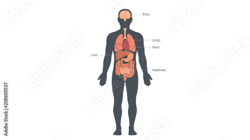 Foto Detailed anatomical illustration showing internal human organs including brain h