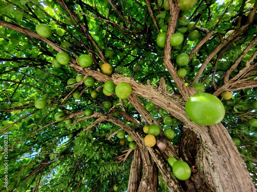 Fotografie Maja fruit (Aegle marmelos) is rich in fiber, vitamin C, and antioxidants