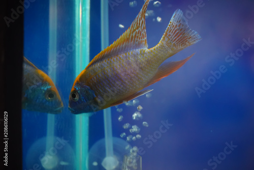 Foto Colorful aquarium fish swims near its reflection in the glass tank