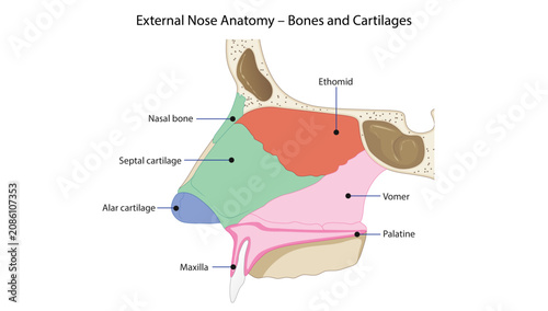 Fotografie External Nose Anatomy – Bones and Cartilages, of the external nose showing the nasal bones, septal and alar cartilages, ethmoid, vomer, maxilla, and palatine bone