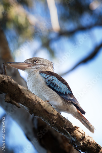 Obraz na plátně Blue winged kookaburra