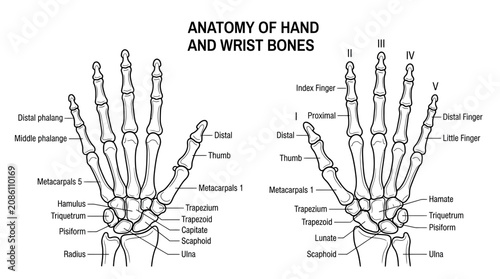 Fotografija Anatomy of Hand and Wrist Bones: Detailed Diagram for Medical and Educational Us