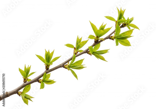 Fresh spring tree branch with bright green young leaves isolated on a professional transparent background