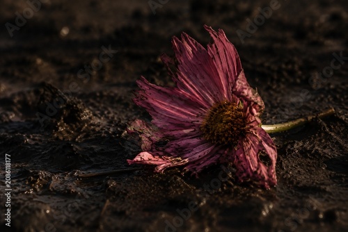 Single flower with torn petals discarded in muddy ground.