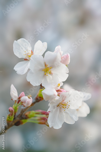 Foto 春の桜の枝に咲く白いサクラの花のクローズアップ