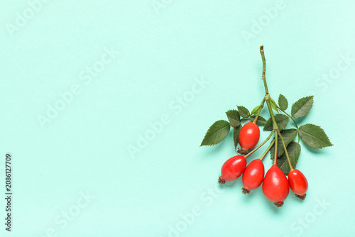 Fresh rose hip berries and ...