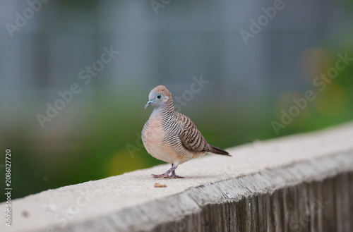 A zebra dove perches on a concrete railing with soft green bokeh background in natural light.