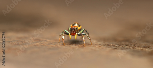 Foto The Sparkling Northern Jumping Spider or Cosmophasis micarioides.