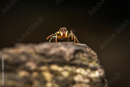 Canvas-taulu The Sparkling Northern Jumping Spider or Cosmophasis micarioides.