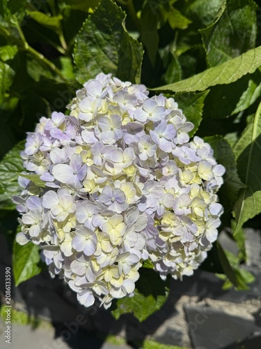 closed-up of white hydrangea flowers
