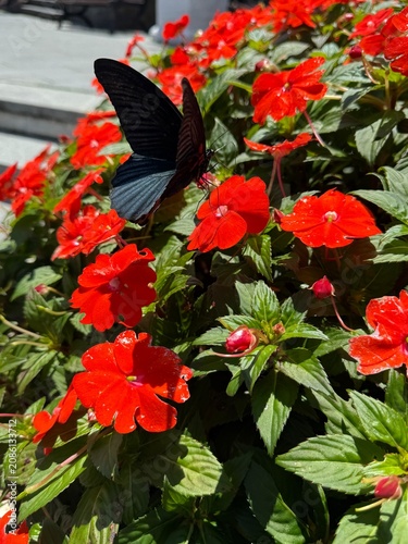 BEAUTIFUL BUTTERFLY on the red flowers in the garden