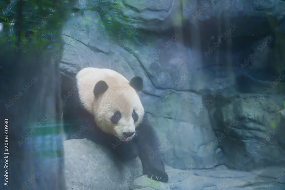 Fototapeta premium Cute Giant Panda, Ailuropoda melanoleuca or panda bear in forest at Chengdu Panda Breeding Research Center Dujiangyan. landmark and popular for tourists attractions in Chengdu, China.