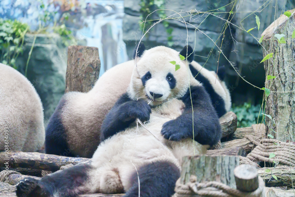 Fototapeta premium Cute Giant Panda, Ailuropoda melanoleuca or panda bear in forest at Chengdu Panda Breeding Research Center Dujiangyan. landmark and popular for tourists attractions in Chengdu, China.