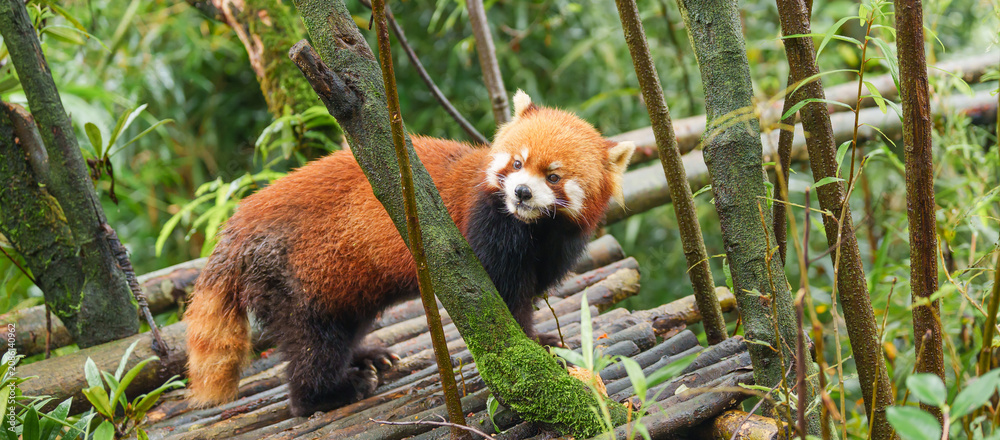 Fototapeta premium Cute Red Panda, Ailurus fulgens or lesser panda in forest at Chengdu Panda Breeding Research Center Dujiangyan. landmark and popular for tourists attractions in Chengdu, China. Travel and Vacation