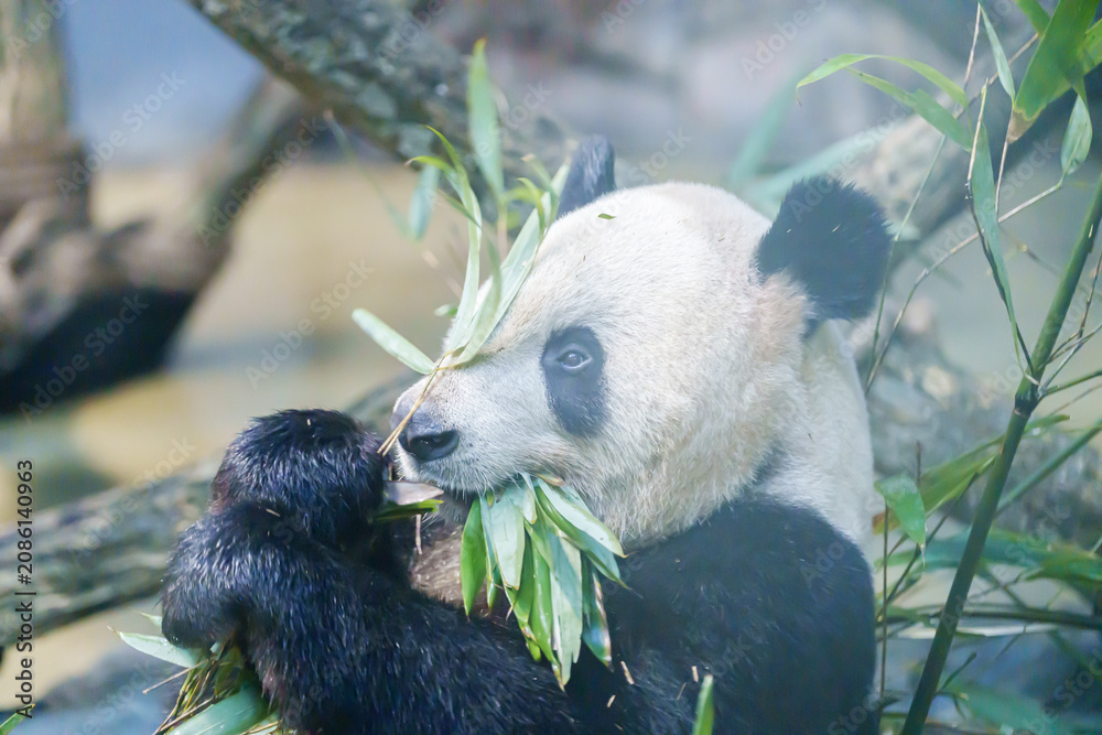Fototapeta premium Cute Giant Panda, Ailuropoda melanoleuca or panda bear in forest at Chengdu Panda Breeding Research Center Dujiangyan. landmark and popular for tourists attractions in Chengdu, China.