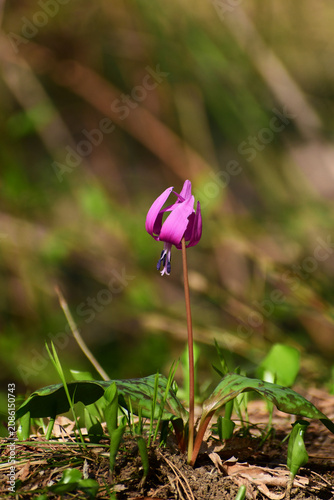 春の山のカタクリの花