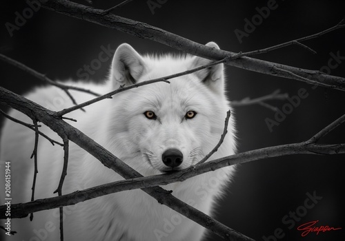Arctic Sentinel's Gaze