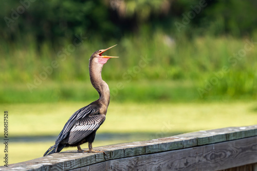 Foto anhinga