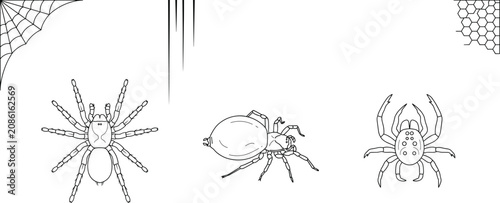 Tableau sur toile Spider and cobweb line art vector element set featuring tarantula arachnid speci