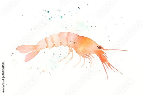 Watercolor shrimp illustration