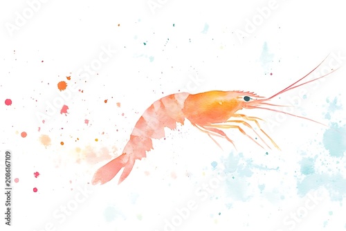 Watercolor shrimp in a whimsical splash