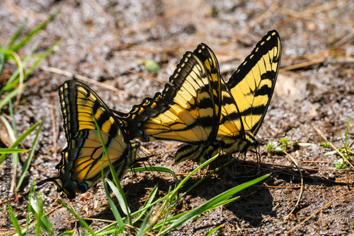 butterflies puddling