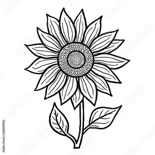 Black and white line art sunflower drawing isolated on white background.