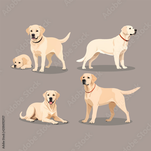 Labrador Retriever Dog Set Vector Illustration Purebred Yellow Lab Puppies and Adult Poses Bundle