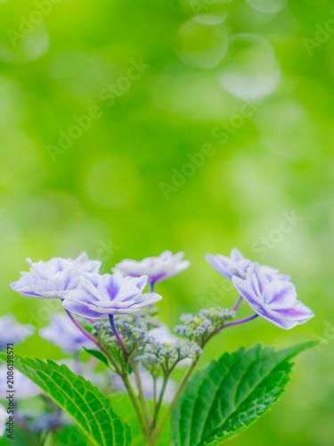 木漏れ日の玉ボケの下に佇む八重咲きの花。爽やかな新緑の背景。ガクアジサイの繊細な装飾花。爽やかな色合い。梅雨から初夏の公園や花壇を彩るアジサイのある風景。縦構図