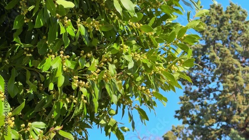 Green laurel tree branch with small blooming bud against blue sky and cypress in park, mediterranean evergreen flora, springtime botanical nature concept.