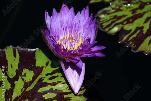 Foto purple lotus flower
