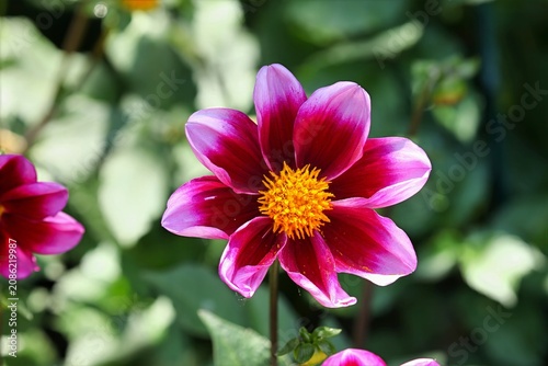 pink dahlia flower