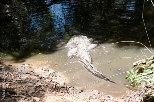 Foto the alligator is entering the water