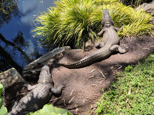 Fotografie the alligator are waiting on the bank of a river for its next victum