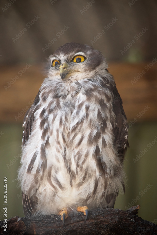 Obraz premium the barking owl is perched on a branch