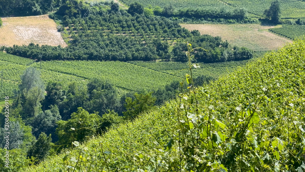 Obraz premium Sunlit Vineyard Rows and Rolling Hills in Piedmont Italy Landscape